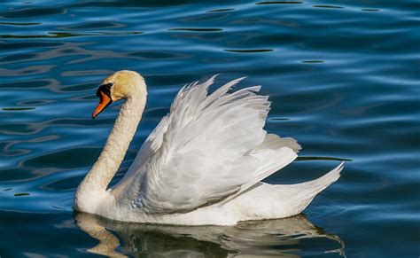  Le Banquet aux oiseaux majestueux: une célébration vibrante de la vie après la mort